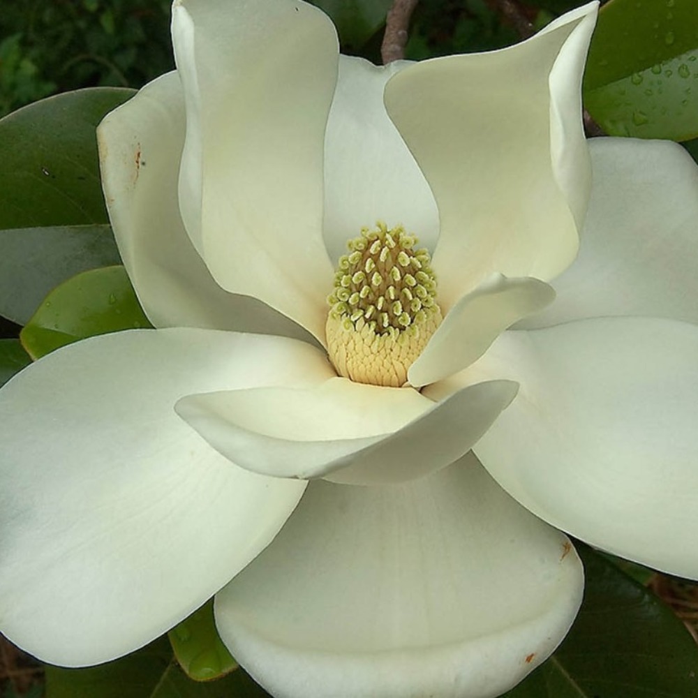 Meet your Posher, Joyce